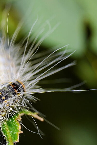 Eichenprozessionsspinnerraupen an Baumstamm