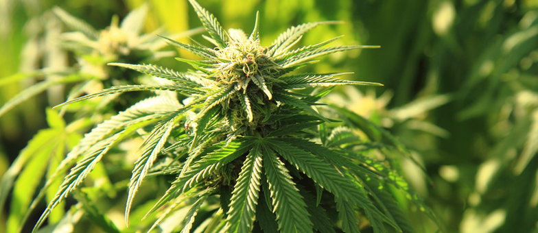 German Pharmacies Dispensed Over 10,000 Units of Cannabis Flowers by June
